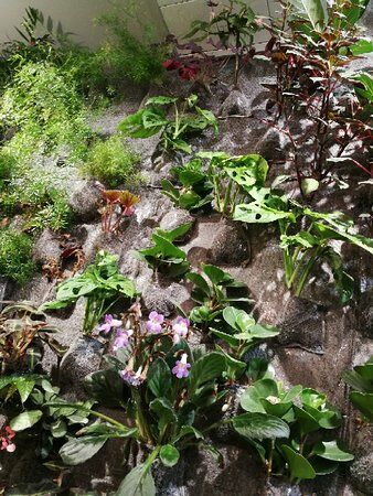 Shine Garden