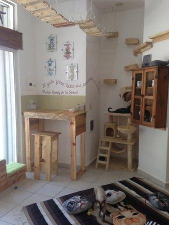 Tito Cat Cafe