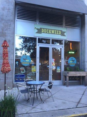 Duckweed