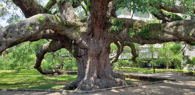 Treaty Oak Park