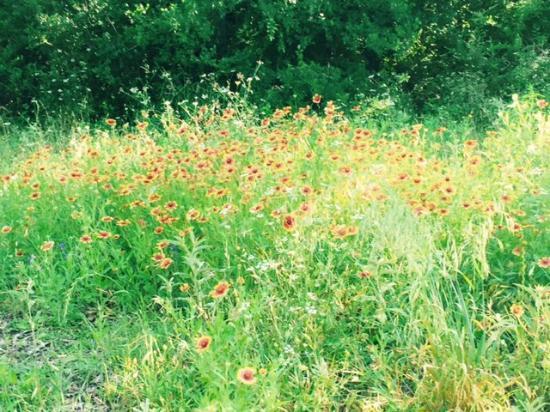 Shoal Creek Greenbelt