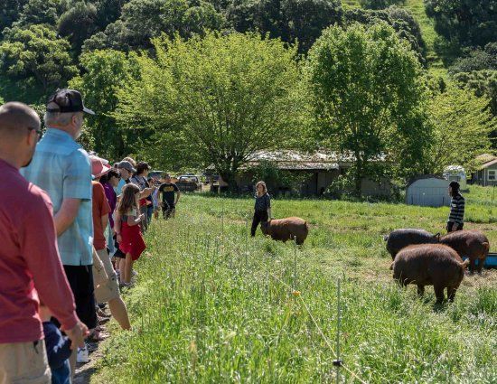 Tara Firma Farms