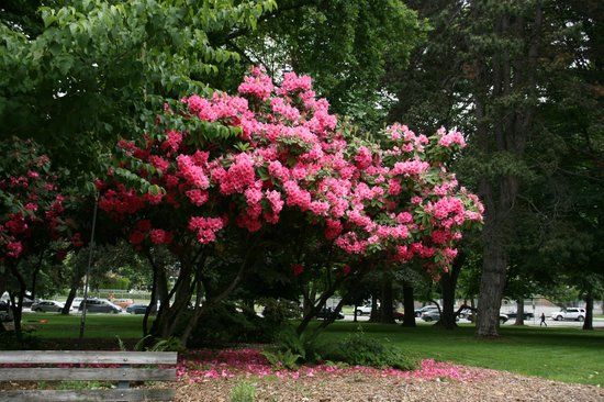 Denny Park