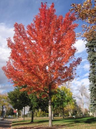 Cheesman Park