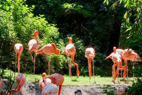 Zoo de Chapultepec