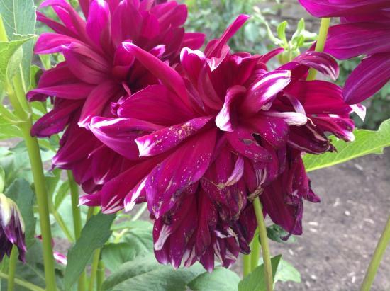 Dahlia Hill